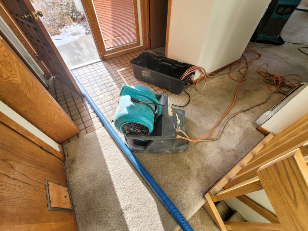 Best Mold removal after water damage  in Edgewood, TX